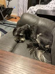Reunited Male Dog last seen Pabco, Henderson, NV 89011