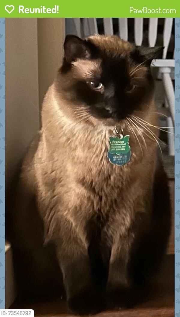 Reunited Male Cat last seen West 4th Ave and Carey Avenue, Cheyenne, WY 82007