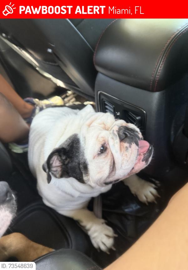 Lost Female Dog last seen No ideal, Miami, FL 33138