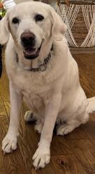 Reunited Male Dog last seen Heatherton Rd, Dacula, GA 30019
