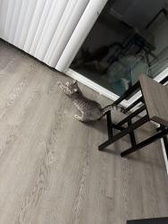 Reunited Female Cat last seen Mississippi and Peoria, Aurora, CO 80012