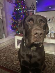 Reunited Male Dog last seen Nicholas st and Verna Mae, Sacramento, CA 95828