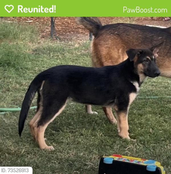 Reunited Male Dog last seen Chandler blvd and Arizona ave, Chandler, AZ 85224