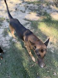 Found/Stray Male Dog last seen Hwy 188, Grand Bay, AL 36541