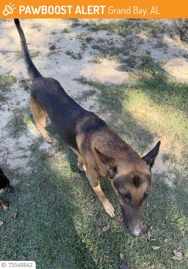 Found/Stray Male Dog last seen Hwy 188, Grand Bay, AL 36541