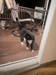 Reunited Female Cat last seen Oakridge drive, Avon, CT 06001