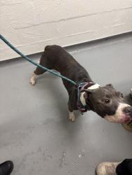 Shelter Stray Female Dog last seen Near Block of Roosevelt Way NE, Seattle, WA, 2061 15th Ave W, Seattle, WA 98119, USA