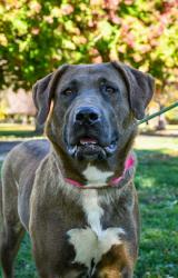 Shelter Stray Female Dog last seen North fork and nasty creek, Yakima County, WA, 2405 W Birchfield Rd, Yakima, WA 98901, USA