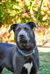 Shelter Stray Female Dog last seen North fork and nasty creek, Yakima County, WA, 2405 W Birchfield Rd, Yakima, WA 98901, USA