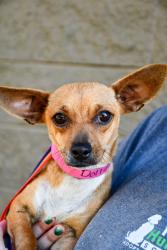 Shelter Stray Female Dog last seen Near S 6th St, City of Yakima, WA, 2405 W Birchfield Rd, Yakima, WA 98901, USA