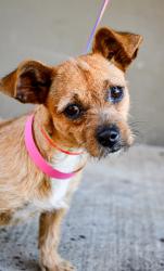 Shelter Stray Female Dog last seen Near S 6th St, City of Yakima, WA, 2405 W Birchfield Rd, Yakima, WA 98901, USA