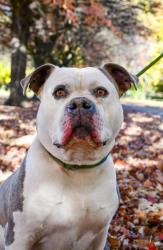 Shelter Stray Male Dog last seen Near Blk Main St, Union Gap,, 2405 W Birchfield Rd, Yakima, WA 98901, USA