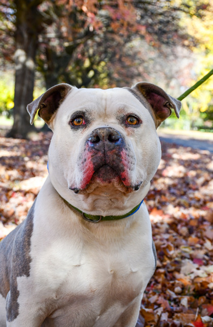 Shelter Stray Male Dog last seen Near Blk Main St, Union Gap,, 2405 W Birchfield Rd, Yakima, WA 98901, USA