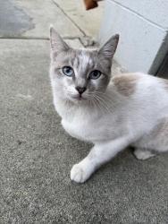 Found/Stray Female Cat last seen 10th and Stanley Ave by 1070 Stanley, Long Beach, CA 90804