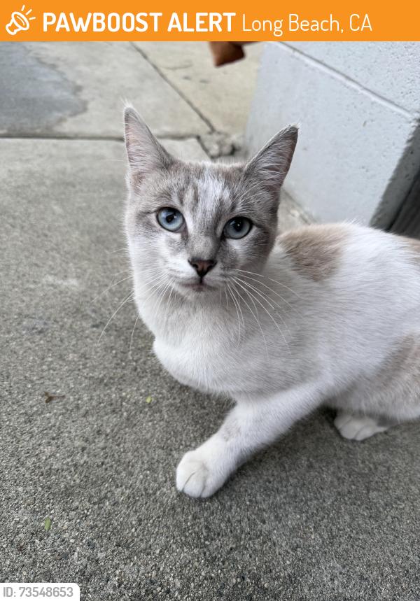 Found/Stray Female Cat last seen 10th and Stanley Ave by 1070 Stanley, Long Beach, CA 90804