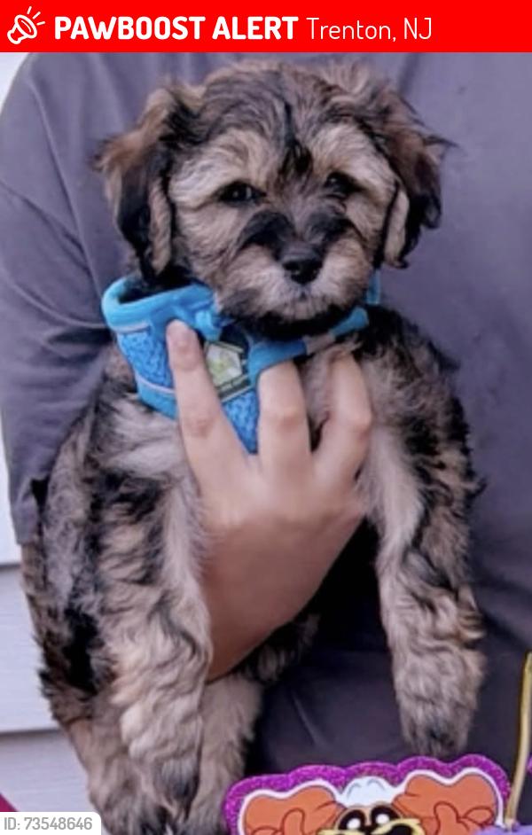 Lost Male Dog last seen Near Garfield ave, Trenton, NJ 08629