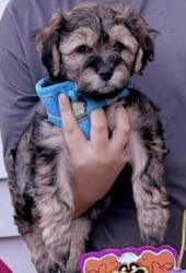 Lost Male Dog last seen Near Garfield ave, Trenton, NJ 08629