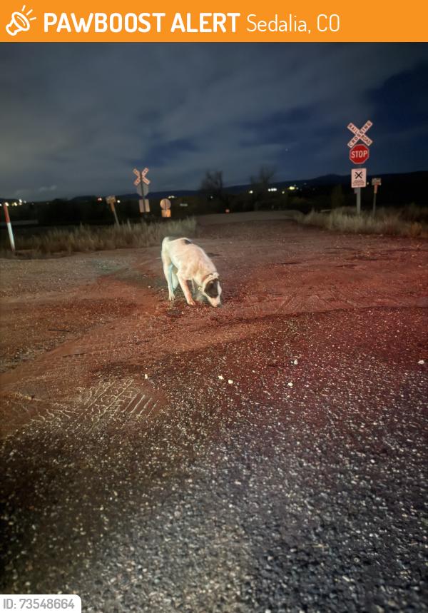 Found/Stray Male Dog last seen Santa Fe and Daniels Gate Road, Sedalia, CO 80135