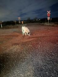 Found/Stray Male Dog last seen Santa Fe and Daniels Gate Road, Sedalia, CO 80135