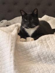 Reunited Male Cat last seen Clovis, CA, USA, Clovis, CA 93612