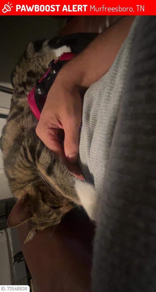 Lost Male Cat last seen Elliot and Hamilton, Murfreesboro, TN 37129