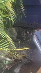 Found/Stray Unknown Cat last seen En el estacionamiento sale por las noches, Miami, FL 33165