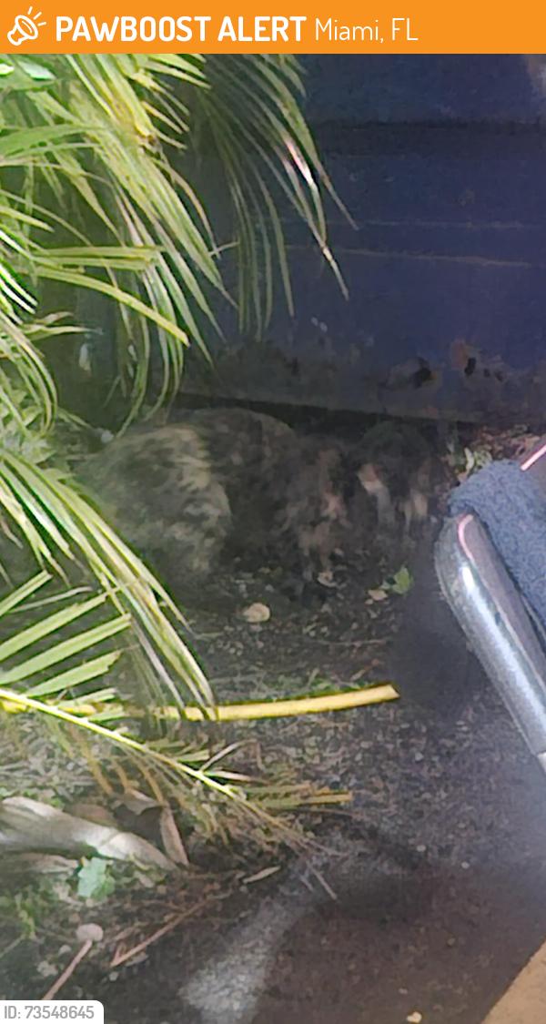 Found/Stray Unknown Cat last seen En el estacionamiento sale por las noches, Miami, FL 33165