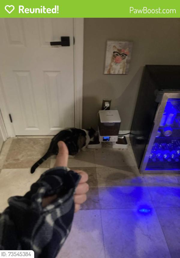 Reunited Male Cat last seen In Grayhawk next to the Walmmart, Frisco, TX 75033