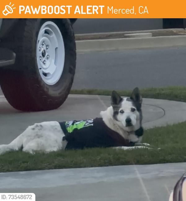 Found/Stray Unknown Dog last seen Razzari autoCe, Merced, CA 95340