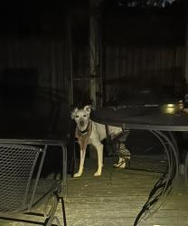 Reunited Unknown Dog last seen Polk and B Street, Little Rock, AR 72204