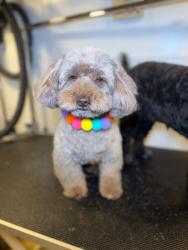 Reunited Male Dog last seen Windmill and Eastern Ave, Henderson, NV 89074