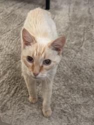 Reunited Male Cat last seen Yellowstone LN, Temecula, CA 92592