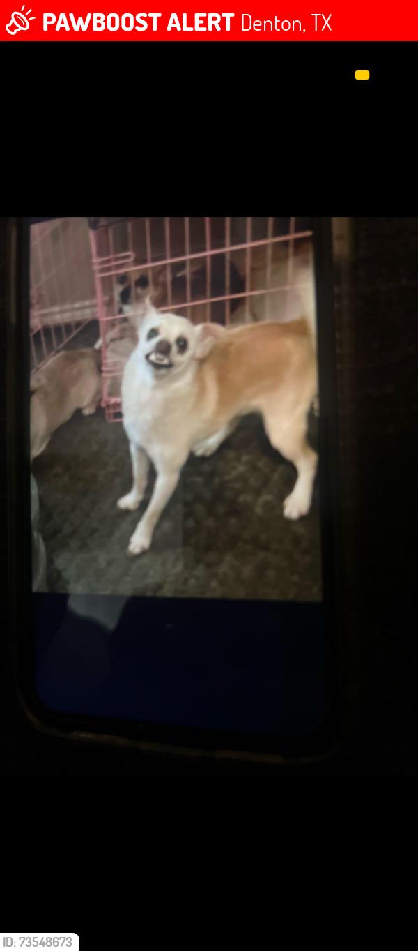 Lost Male Dog last seen Evers Pkwy, Denton, TX 76207