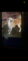 Lost Male Dog last seen Evers Pkwy, Denton, TX 76207