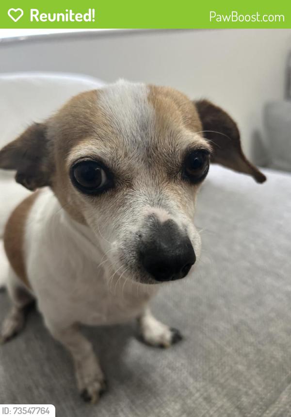 Reunited Male Dog last seen Near SW 71st Ave, Miami, FL 33156, USA, Miami, FL 33156