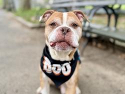 Shelter Stray Male Dog last seen Park Ave & E 115th St, NEW YORK, NY, 10029, 326 E 110th St, New York, NY 10029, USA