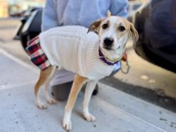 Shelter Stray Female Dog last seen Apt 2G,1234 Shakespeare Avenue, BRONX, NY, 10452, 326 E 110th St, New York, NY 10029, USA