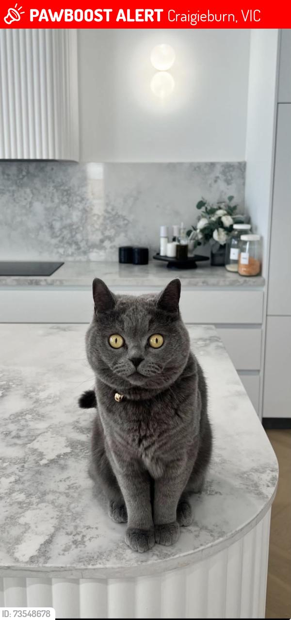 Lost Male Cat last seen Craigieburn, Craigieburn, VIC 3064