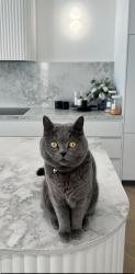 Lost Male Cat last seen Craigieburn, Craigieburn, VIC 3064