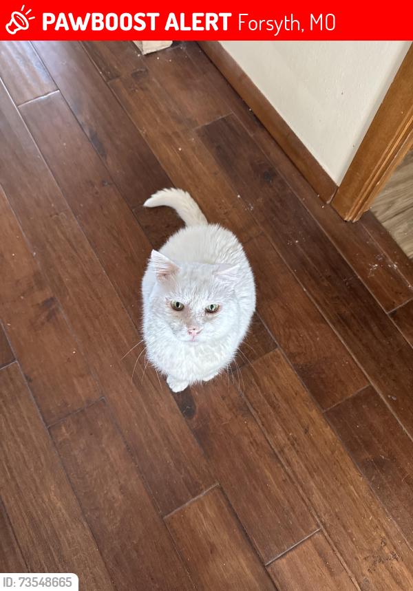 Lost Male Cat last seen Bull Shoals Lane and Y Highway, Forsyth, MO 65653