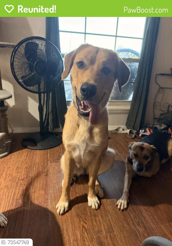 Reunited Female Dog last seen SW 97th and S McKinley Ave, Oklahoma City, OK 73139