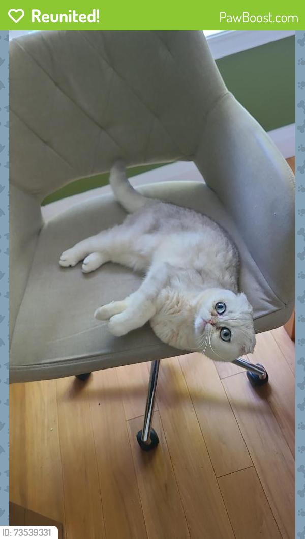 Reunited Female Cat last seen Dundas and Erin Mills, Mississauga, ON L5L 2P1
