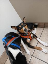 Lost Female Dog last seen Ruth Hardy Park, Palm Springs, CA 92262