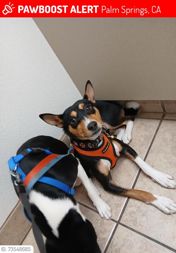 Lost Female Dog last seen Ruth Hardy Park, Palm Springs, CA 92262