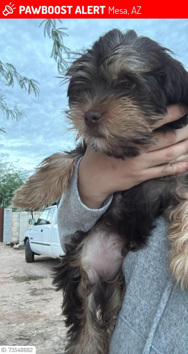Lost Male Dog last seen Mesa Drive en father LESUEUR, Mesa, AZ 85204