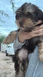Lost Male Dog last seen Mesa Drive en father LESUEUR, Mesa, AZ 85204