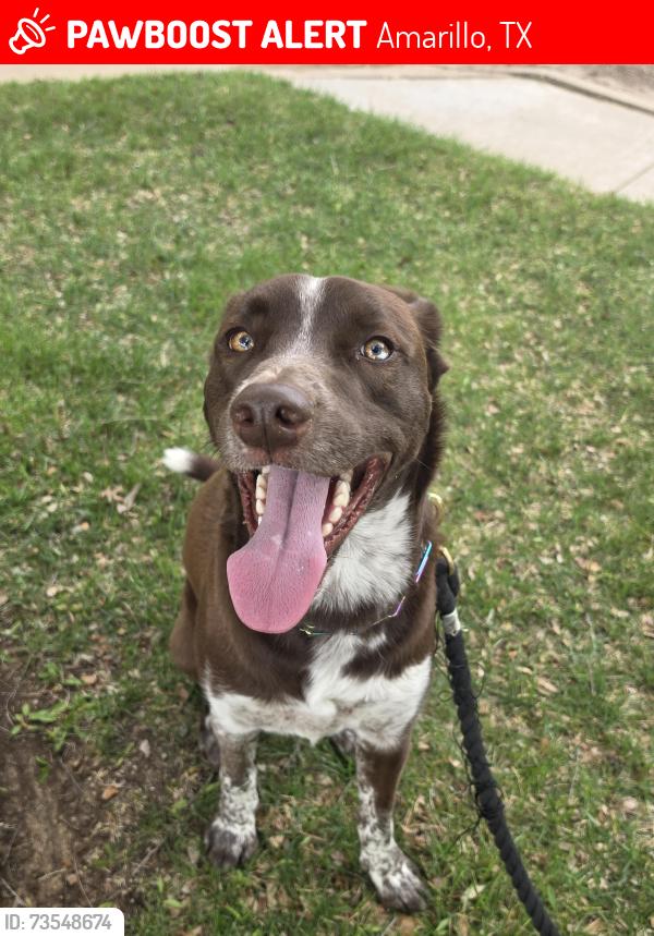 Lost Male Dog last seen Seville drive & Stony Point street, Amarillo, TX 79109