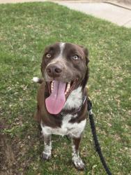 Lost Male Dog last seen Seville drive & Stony Point street, Amarillo, TX 79109