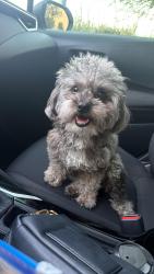 Reunited Male Dog last seen Near Peridot St, Las Vegas, NV 89121, EE. UU., Las Vegas, NV 89121