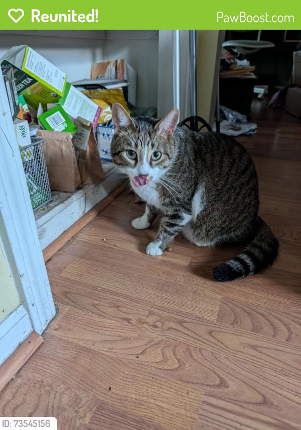 Reunited Male Cat last seen hosp Rd and Pontiac Lake roads, Waterford Township, MI 48327